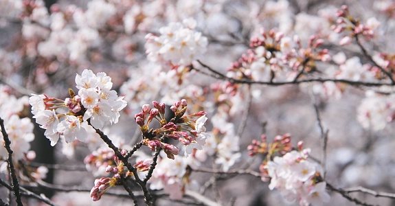 cherry-blossom-forecast-2015-february-sakura-1