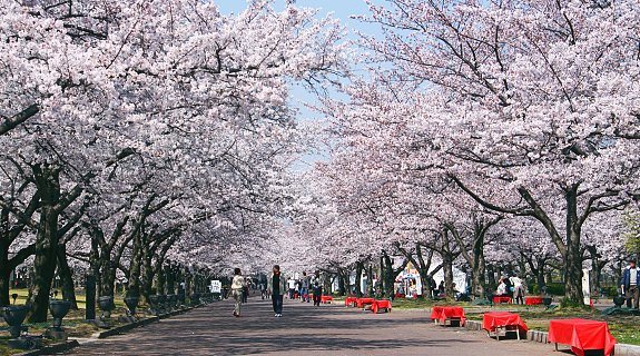 cherry-blossom-forecast-2015-february-sakura-2