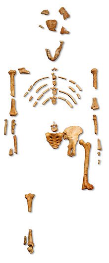 Reconstruction_of_the_fossil_skeleton_of_-Lucy-_the_Australopithecus_afarensis