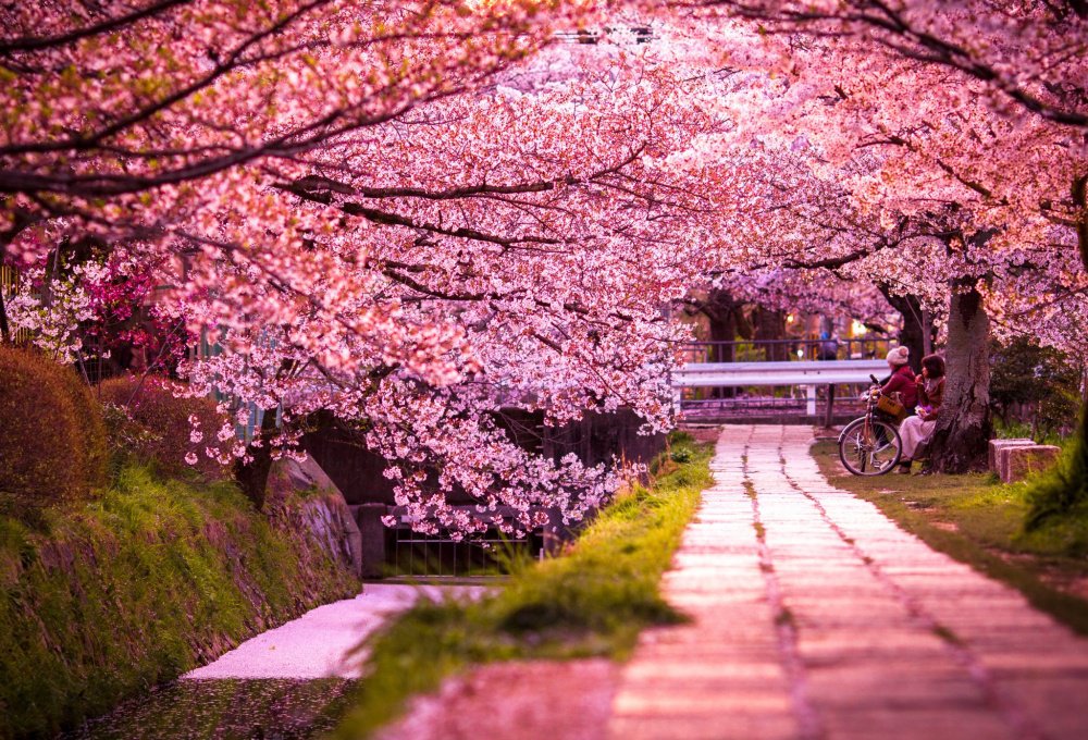 sakura-blossom-in-japan-2015-artnaz-com-15